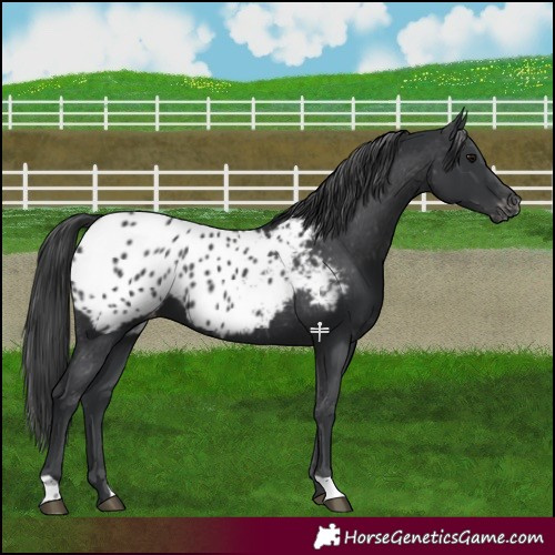 Horse Color:Black Blanket 