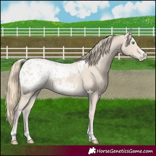 Horse Color:Smoky Creme Blanket