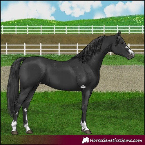 Horse Color:Black Varnish