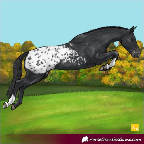Horse Color:Black Blanket 