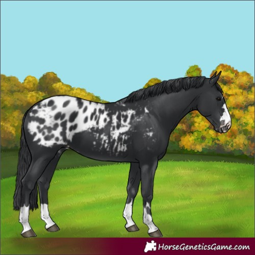 Horse Color:Unknown 