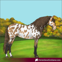 Horse Color:Buckskin Near Leopard 