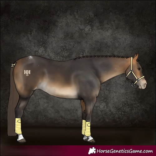Horse Color:Buckskin Tobiano Appaloosa Rabicano