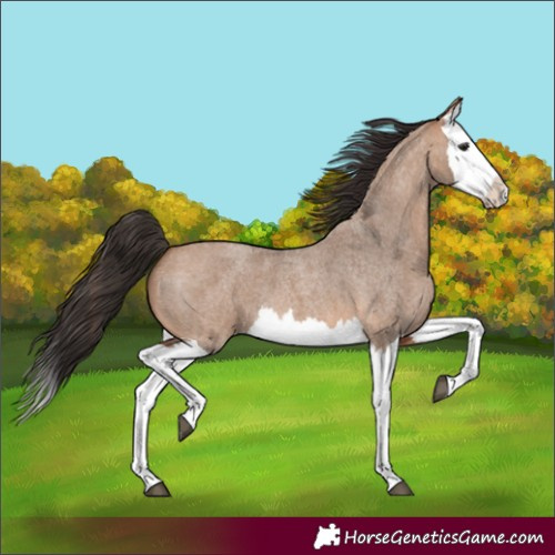 Horse Color:Bay Roan Dun Splash 