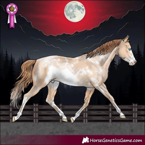 Horse Color:White Spotted Buckskin Pearl Frame Rabicano