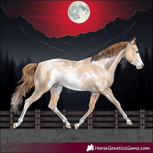Horse Color:White Spotted Buckskin Pearl Frame Rabicano