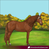 Horse Color:Gray Chestnut
