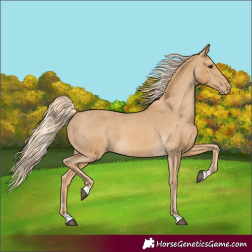 Horse Color:Palomino Appaloosa 