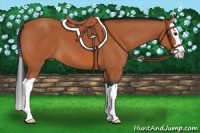 Horse Color:Bay Splash 