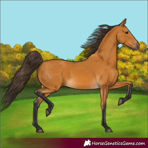 Horse Color:Buckskin 