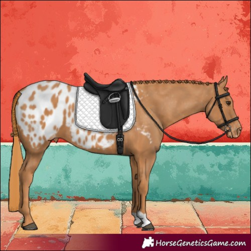 Horse Color:Chestnut Appaloosa