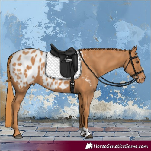 Horse Color:Chestnut Appaloosa 