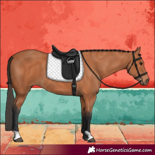 Horse Color:Bay 