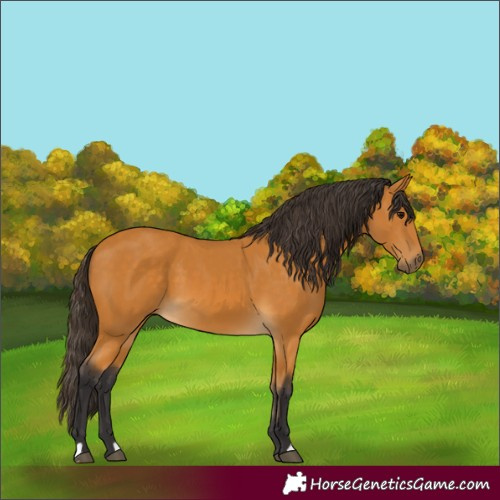 Horse Color:Buckskin 
