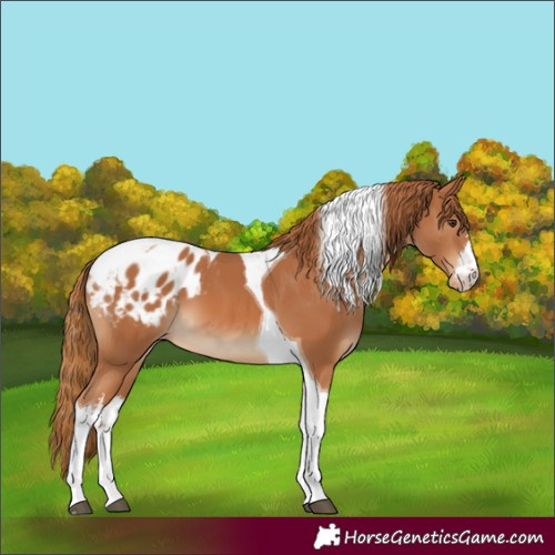 Horse Color:White Spotted Chestnut Tobiano Appaloosa 