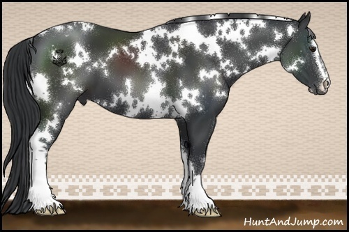 Horse Color:White Spotted Black Sabino 