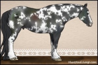 Horse Color:White Spotted Black Sabino 