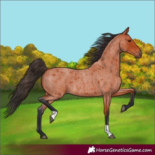 Horse Color:Bay Roan 