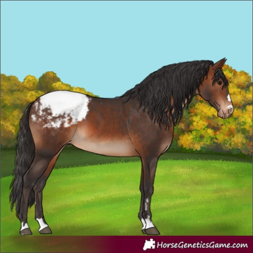 Horse Color:Brown Appaloosa