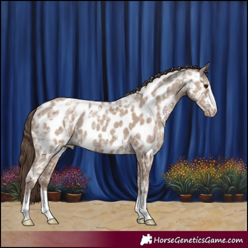 Horse Color:Classic Champagne Ice Appaloosa