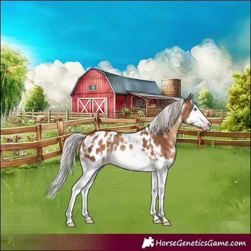 Horse Color:Gray White Spotted Silver Sable Champagne Splash Frame Blanket Rabicano 