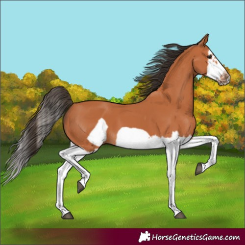 Horse Color:Bay Splash Frame 