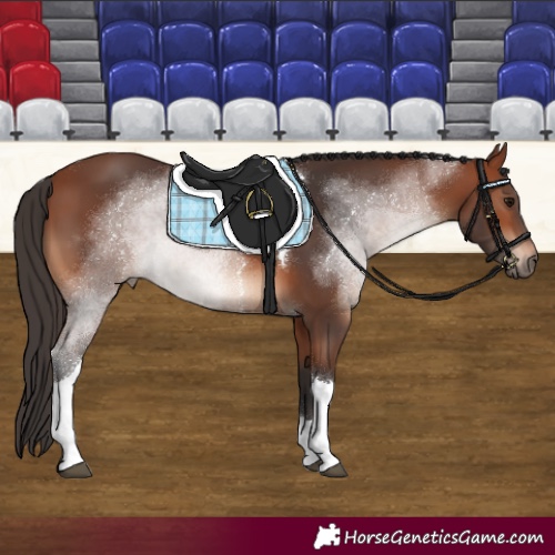 Horse Color:Bay Tobiano Rabicano