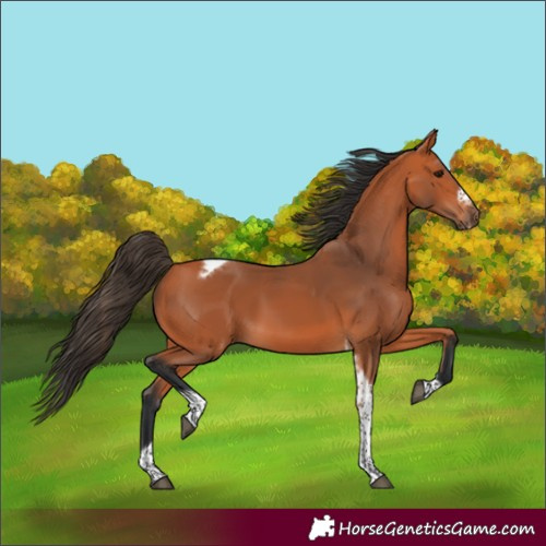 Horse Color:Bay Tobiano Frame