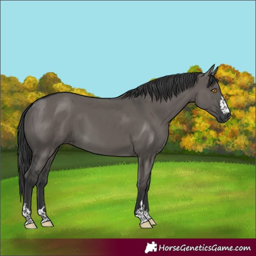 Horse Color:Grullo