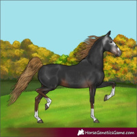 Horse Color:Gray Liver Chestnut