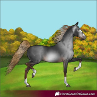 Horse Color:Gray Liver Chestnut