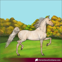 Horse Color:Palomino Roan Dun 