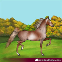 Horse Color:Gray Chestnut