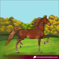 Horse Color:Gray Chestnut 