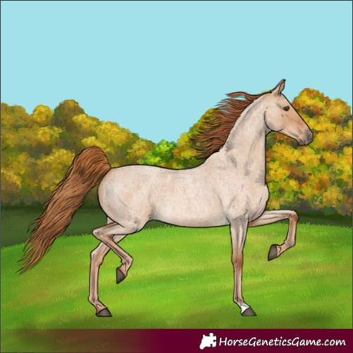 Horse Color:Red Dun Roan 