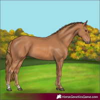 Horse Color:Unknown 