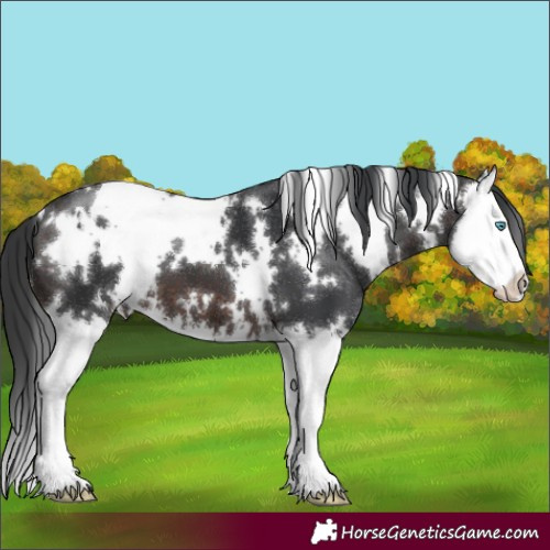 Horse Color:White Spotted Brown Splash 