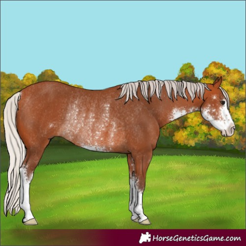 Horse Color:Silver Bay Sabino Rabicano 