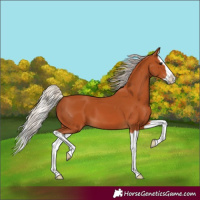 Horse Color:Silver Bay Splash
