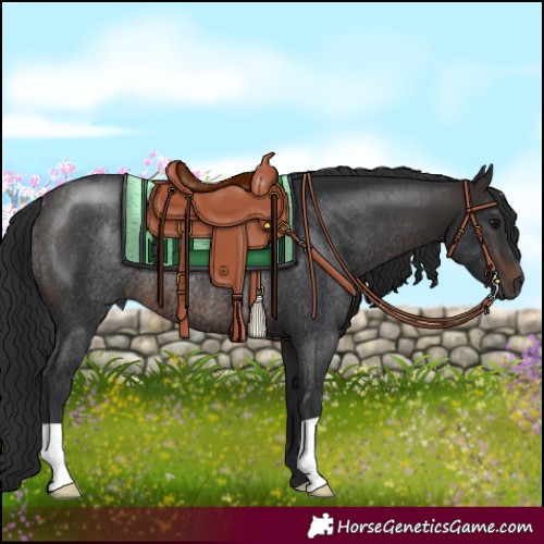 Horse Color:Brown Rabicano 