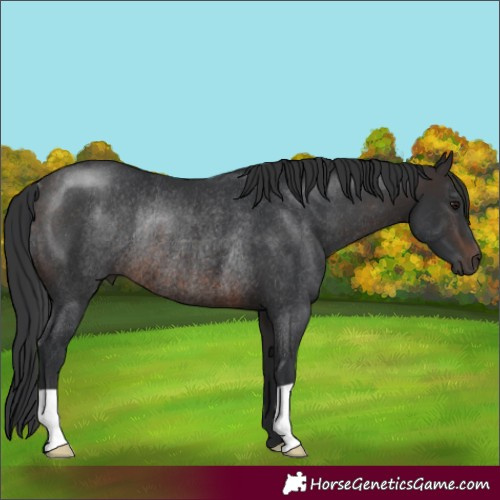 Horse Color:Brown Rabicano 