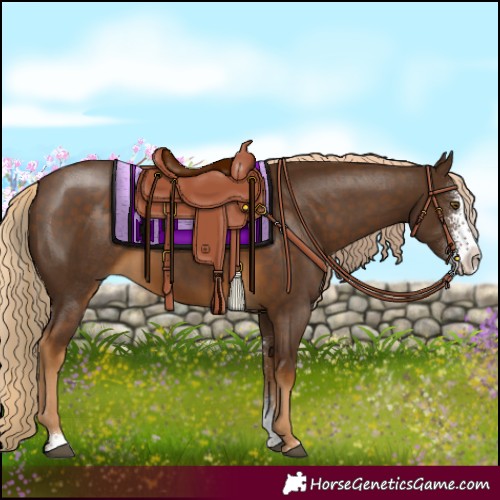 Horse Color:Chocolate Palomino Sabino 
