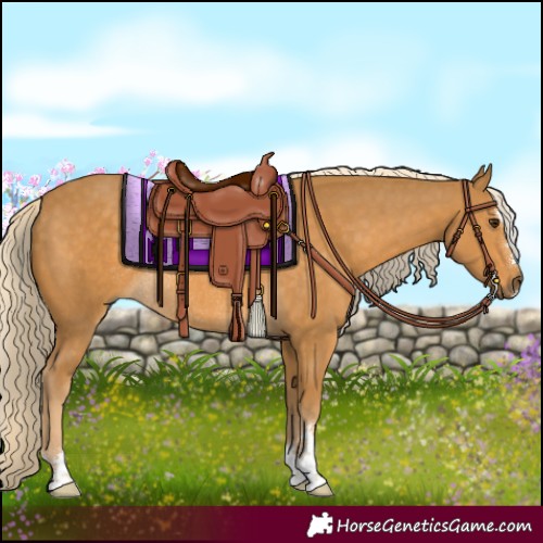 Horse Color:Palomino Rabicano