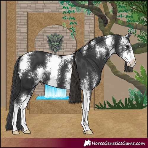 Horse Color:Black Sabino 