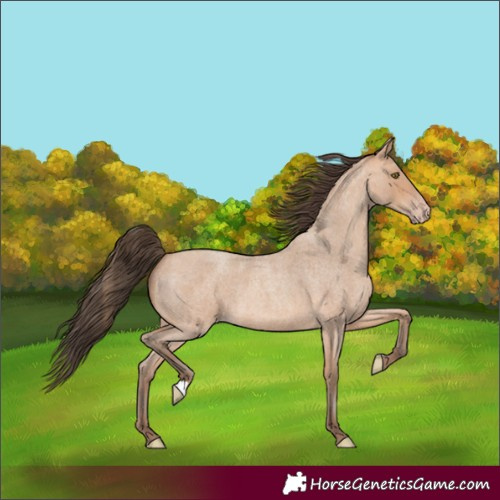 Horse Color:Amber Champagne Roan 