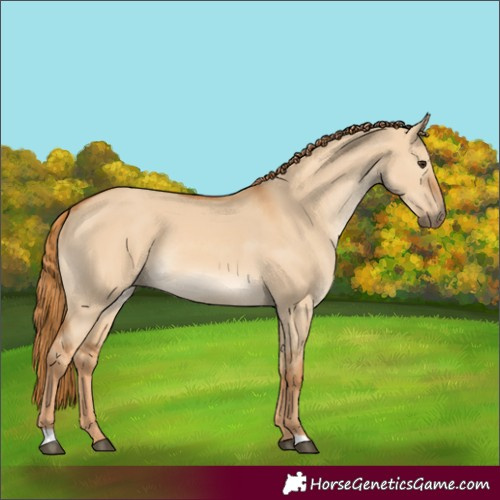 Horse Color:Unknown 