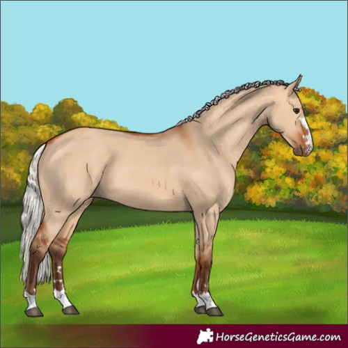 Horse Color:Unknown 