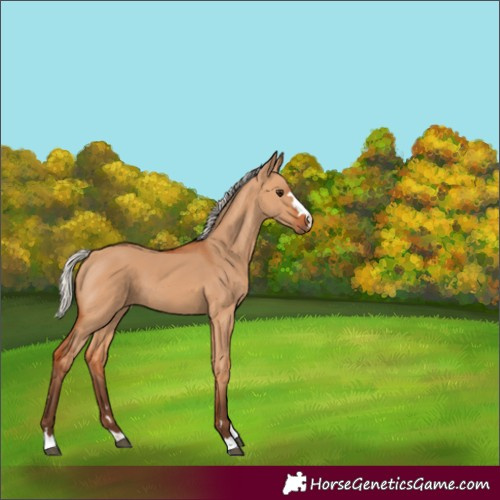 Horse Color:Unknown 