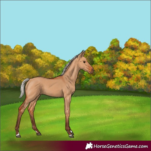 Horse Color:Unknown 