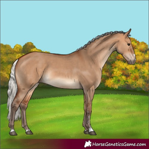 Horse Color:Unknown 